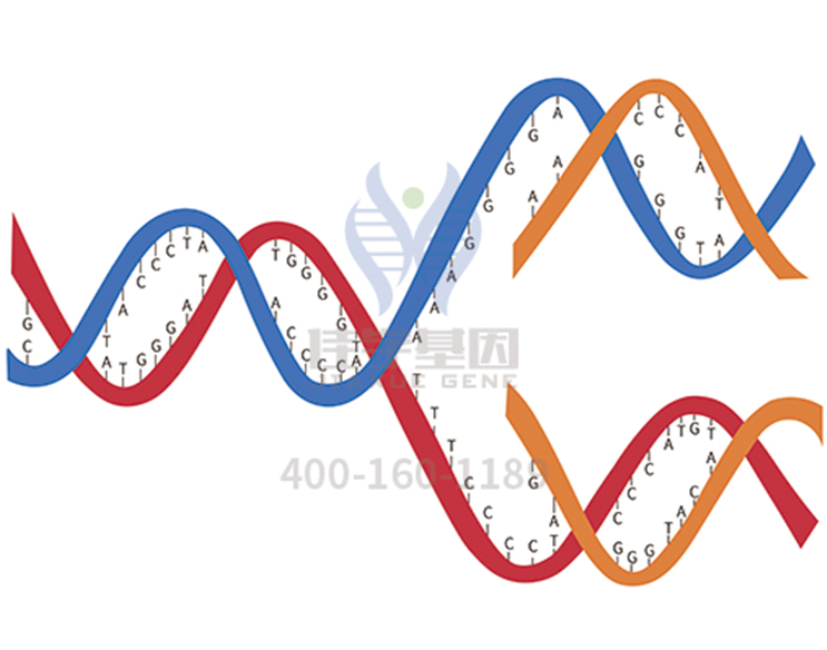 【佳學基因檢測】垂體腺瘤分泌生長激素2型基因解碼、<a href=http://touyanshe.cn/tk/jiema/cexujishu/2021/31933.html>基因檢測</a>報告看得懂嗎？