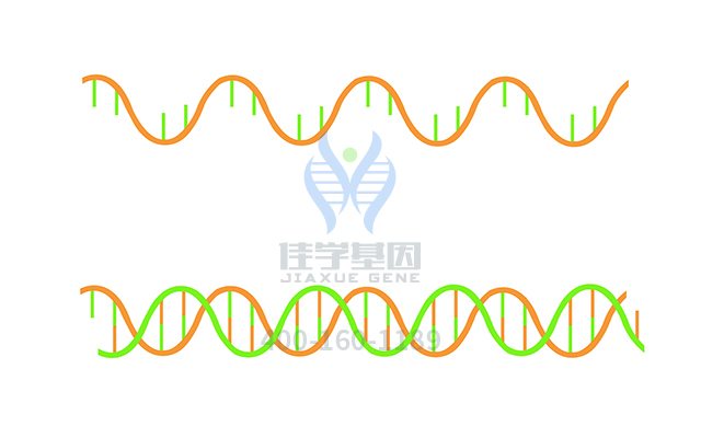 【佳學(xué)基因檢測】需要多長時間可以拿BCHE氟化物2型基因解碼、<a href=http://touyanshe.cn/tk/jiema/cexujishu/2021/31933.html>基因檢測</a>報告？