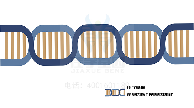 【佳學(xué)基因檢測(cè)】尺骨/腓骨射線缺陷和短指基因解碼、<a href=http://touyanshe.cn/tk/jiema/cexujishu/2021/31933.html>基因檢測(cè)</a>的報(bào)告看得懂嗎？