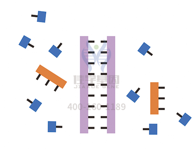 【佳學基因檢測】如何做尖下巴基因解碼、<a href=http://touyanshe.cn/tk/jiema/cexujishu/2021/31933.html>基因檢測</a>？