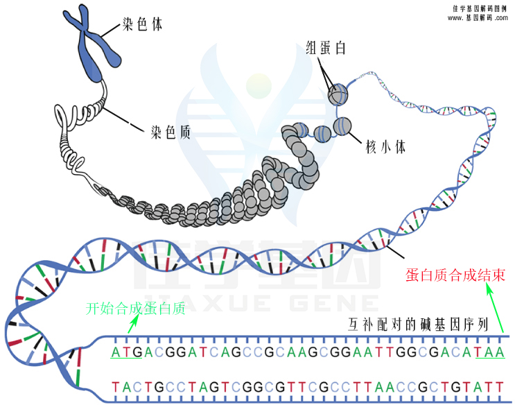 【佳學(xué)基因檢測】怎樣選擇線粒體復(fù)合體III缺陷核型4型基因解碼、<a href=http://touyanshe.cn/tk/jiema/cexujishu/2021/31933.html>基因檢測</a>？