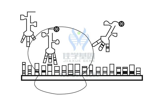 【佳學(xué)基因檢測】如何做因子IX多態(tài)性基因解碼、<a href=http://touyanshe.cn/tk/jiema/cexujishu/2021/31933.html>基因檢測</a>？