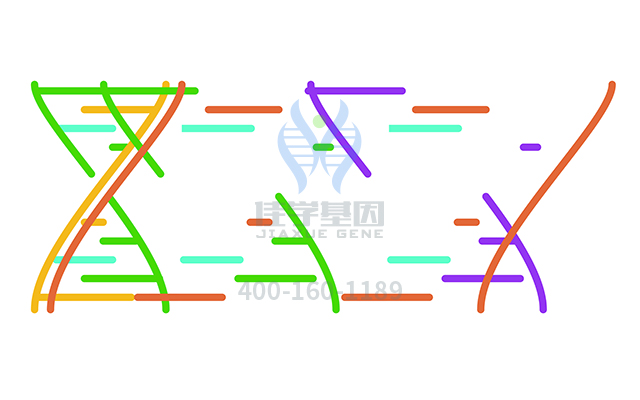 【佳學(xué)基因檢測(cè)】先天性角化不全常染色體隱性遺傳4型基因解碼、<a href=http://touyanshe.cn/tk/jiema/cexujishu/2021/31933.html>基因檢測(cè)</a>怎么預(yù)約解讀？