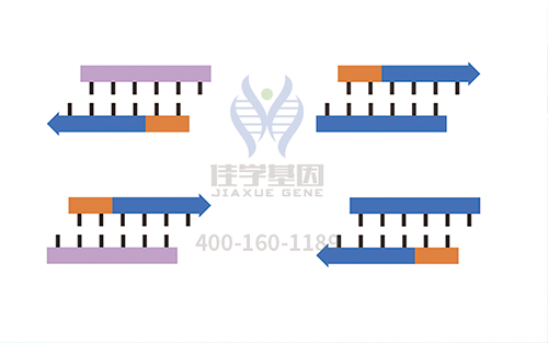 【佳學(xué)基因檢測】怎么做先天性四肢和面部攣縮肌張力減退發(fā)育遲緩基因解碼、<a href=http://touyanshe.cn/tk/jiema/cexujishu/2021/31933.html>基因檢測</a>?