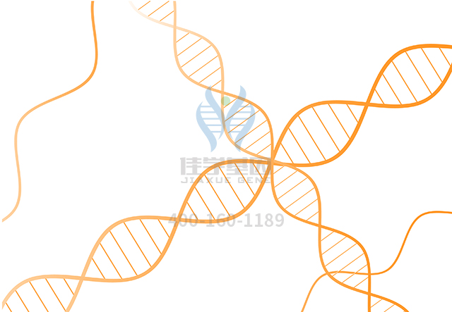 【佳學(xué)基因檢測(cè)】干骺端發(fā)育不良Spahr型基因解碼、<a href=http://touyanshe.cn/tk/jiema/cexujishu/2021/31933.html>基因檢測(cè)</a>的報(bào)告看得懂嗎？