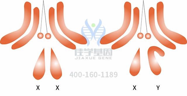 【佳學(xué)基因檢測】甲狀腺功能異常基因解碼、<a href=http://touyanshe.cn/tk/jiema/cexujishu/2021/31933.html>基因檢測</a>的樣品有區(qū)別嗎？