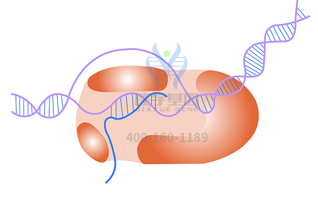 【佳學(xué)基因檢測(cè)】甲狀腺發(fā)育異常1基因解碼、<a href=http://touyanshe.cn/tk/jiema/cexujishu/2021/31933.html>基因檢測(cè)</a>報(bào)告時(shí)間是一樣的嗎？