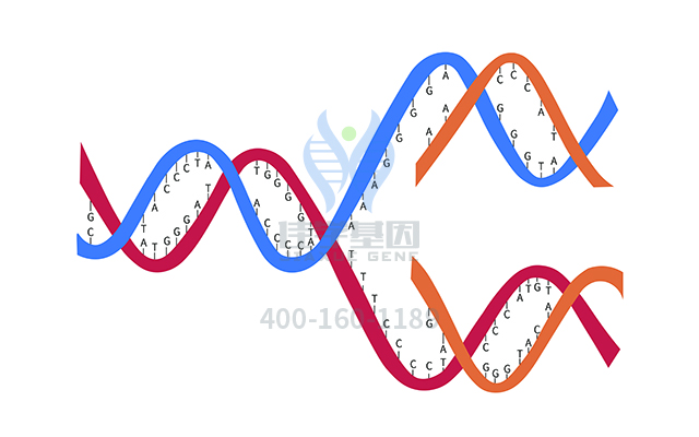 【佳學(xué)基因檢測】先天性非進(jìn)行性肌病與莫比烏斯和羅賓序列基因解碼、<a href=http://touyanshe.cn/tk/jiema/cexujishu/2021/31933.html>基因檢測</a>報告看得懂嗎？